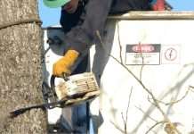 Tree Removals Adare County Limerick