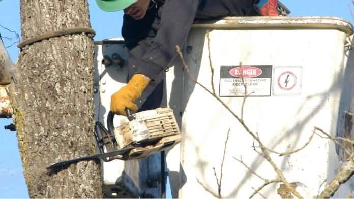 Fresh Roots Cleaning & Tree Care