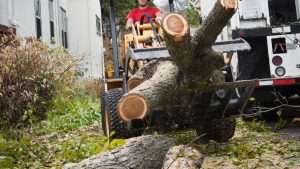 Tree Removals Clonakilty County Cork