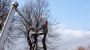 Tree Topping Bantry County Cork
