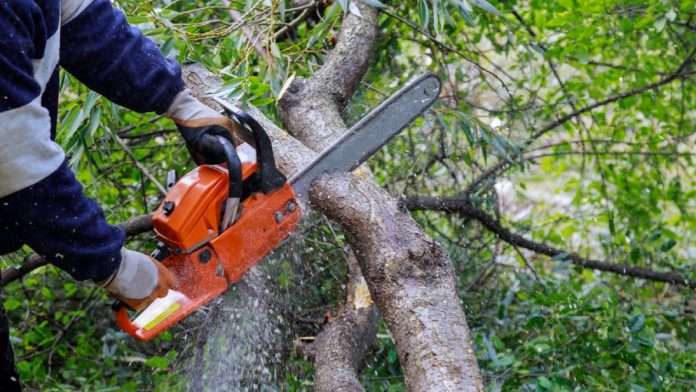 Fresh Roots Cleaning & Tree Care